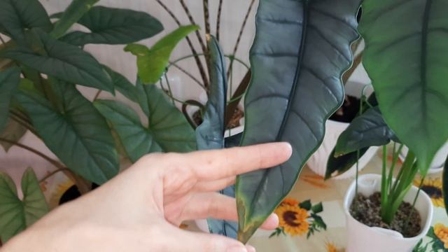 Алоказии // что хочу сказать...