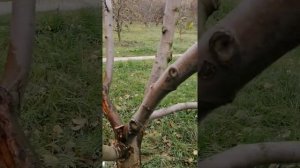 Яблоня лечение мрозобоин(часть 2)