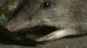 Native Australian Bandicoot (HD) at Lane Cove River Tourist Park, Lane Cove National Park