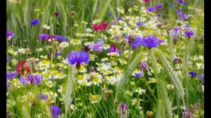 "Лето заманило" исп.Лия Латыпова (автор музыки и слов Элеонора Калашникова)