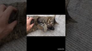 Значение цвета кошки :какие питомцы притягивают в дом счастье, деньги ,и любовь(продолжение)♡♡♡