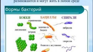 Биология. № 7 урок Общая характеристика пяти царств живых организмов