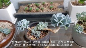 특엽옥접/탑시터비(Echeveria runyonii ‘Topsy Turvy’, 特葉玉蝶) 키우기 / 탑 스프렌더(Top Splender)키우기. 세상에 이런 일이! 자구가...