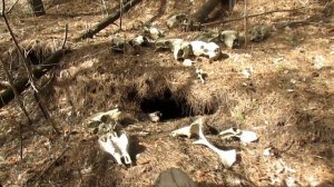 Нашел логово Чупакабры, куча костей вокруг норы 3\3 Chupacabra lair