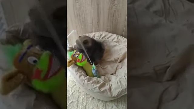 Померанский шпиц девочка мини