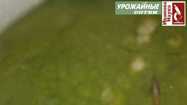 СРОЧНО! Рассада ЗАБОЛЕЛА? Подозрительные пятна на рассаде и как с ними бороться.