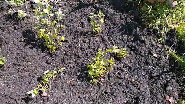 ХРИЗАНТЕМЫ ИЗ СЕМЯН смотреть онлайн