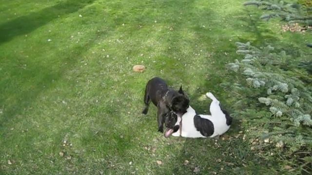 Французские бульдоги (Чарли и Мишель) смотреть онлайн