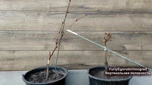 ? Ошибка ОБРЕЗКИ ОДНОЛЕТНЕГО САЖЕНЦА перед посадкой. Как ВЕРТИКАЛЬНАЯ ПОЛЯРНОСТЬ вредит винограду.