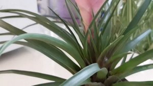 Tillandsia cyanea Anita. Тилландсия Анита.