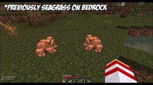 Minecraft 1.19 How to Breed Frogs