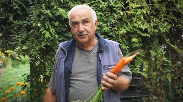 Дачные секреты. Когда убирать морковь и как сохранить до весны?