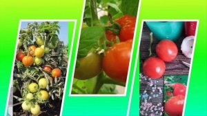 Томат открытого грунта Корнет: высокоурожайный, ультраранний, вкусный