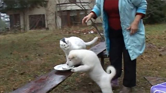 баталия Фрэнк и Мур смотреть онлайн