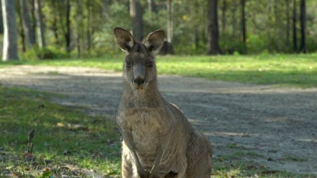 Want to know interesting facts about Australia? Let's find the answer here! смотреть онлайн