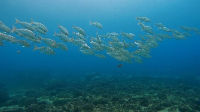 Звук моря, раслабляющяя музыка, звук леса, для медитации, для релаксации, 3 часа смотреть онлайн