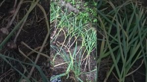 Нужно ли укрывать чеснок сеном или соломой.