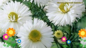 Астра новобельгийская Вайт Ледиз. Краткий обзор, описание aster novi-belgii White Ladies
