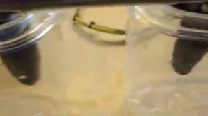 Ford Focus Проверка ЭБУ Check PCM блок РСМ Ford Focus 2S41-12A650-CE, 6PVF, J38AC