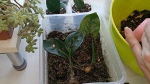 Размножение замиокулькас Зензи листом