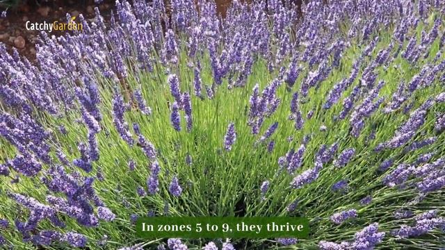 Foundation Plants: 8 Easy, Breezy, Beautiful Shrubs For Front Of Your House 🌸🏠 // Gardening Ideas смотреть онлайн