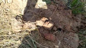 КОП ЧЕРНОГО МЕТАЛЛА 2021