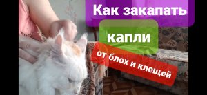 Как закапать коту капли от блох и клещей