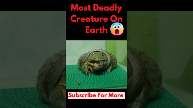 Warning ! Frog vs Snake 😱 Most Deadly Creature On Earth Killing There Prey -  Animal Hunt