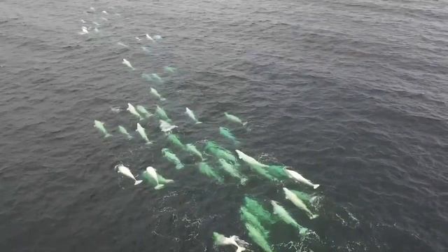 Белухи в Баренцухе ?.mp4 смотреть онлайн