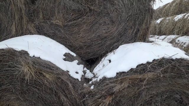 Как скирдовать сено! Как складывать рулоны!