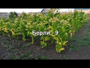 Обзор курительного табака - сорт Берли - 9.