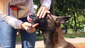 Приучение собаки к показу зубов. Правильная команда зубы. Ошибки в показе зубов в ринге