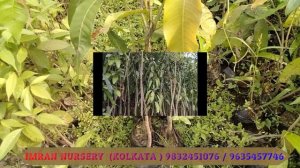 BIG AND SMALL MANGO PLANTS ARE AVAILABLE सभी प्रकार के छोटे और बड़े पेड़ उपलब्ध हैं  IMRAN NURSERY