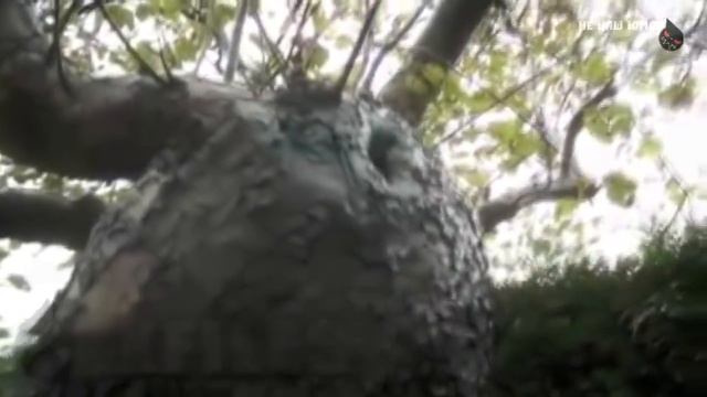 TOP 5 The most unusual cases in real life | Little Fairies exist! смотреть онлайн