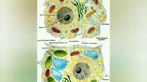 Биология 7-класс #1 (кырг) Киришүү, жаныбарлар жөнүндө жалпы маалымат