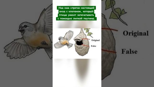 Какие птицы строят гнёзда с ложным входом для хищников?