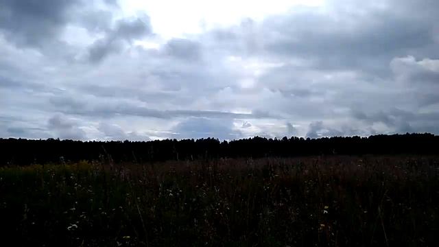 Душничка. Травы. Лечебные. Душница. Природа. Сибирь. Пермакультура.