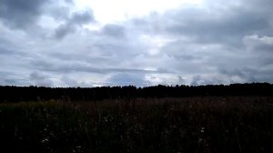 Душничка. Травы. Лечебные. Душница. Природа. Сибирь. Пермакультура.
