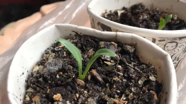 140. # 2. Мандрагора Выращивание Из Семян до месяца... смотреть онлайн