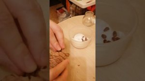 Пробуем из шишки вырастить кедр!