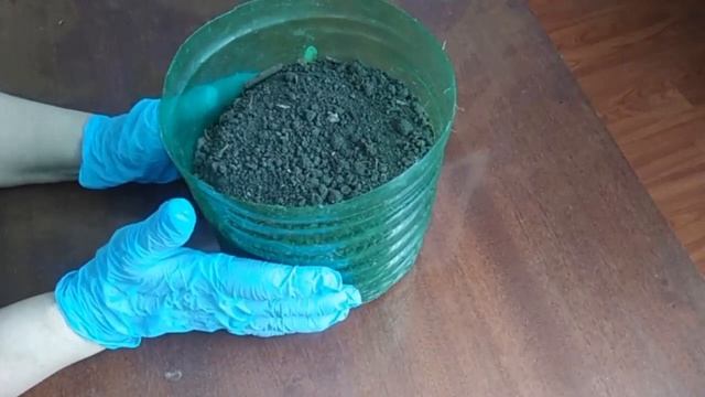 Сею лук чернушку под зиму. Сажаю лук на зелень к Новому Году.