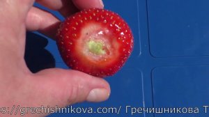 АМАРАНТ новинка в позднеспелых сортах