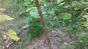 Павловнія, катальпа, софора японська, кельрейтерія, акація рожева. Мої медоноси.