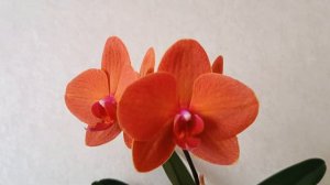 Фаленопсис Asian Sun (Азиан Сан)