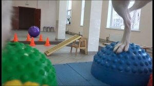 Дог-фитнес. Что это такое и зачем он нужен.