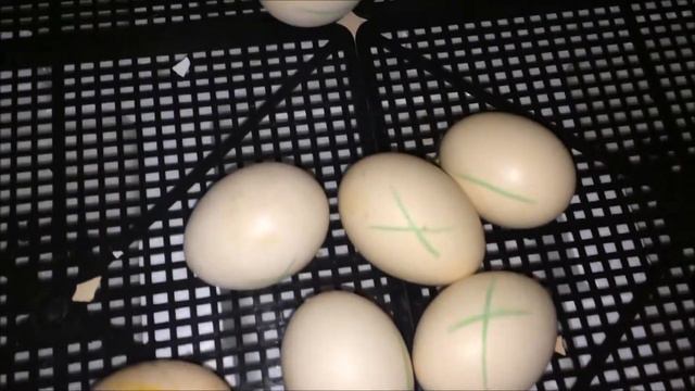 Последний этап инкубации цыплят. смотреть онлайн