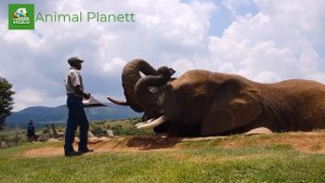 Как говорит слон / звуки слона / как звучит слон