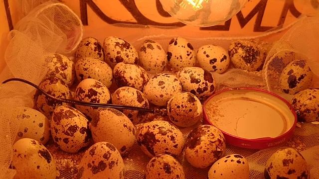 Тюменец вырастил перепелят из магазинных яиц на дому смотреть онлайн