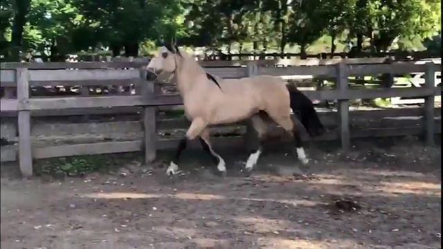 16 Patriota Caraguatá смотреть онлайн