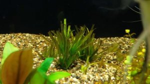 Проблемы с аквариумными растениями
